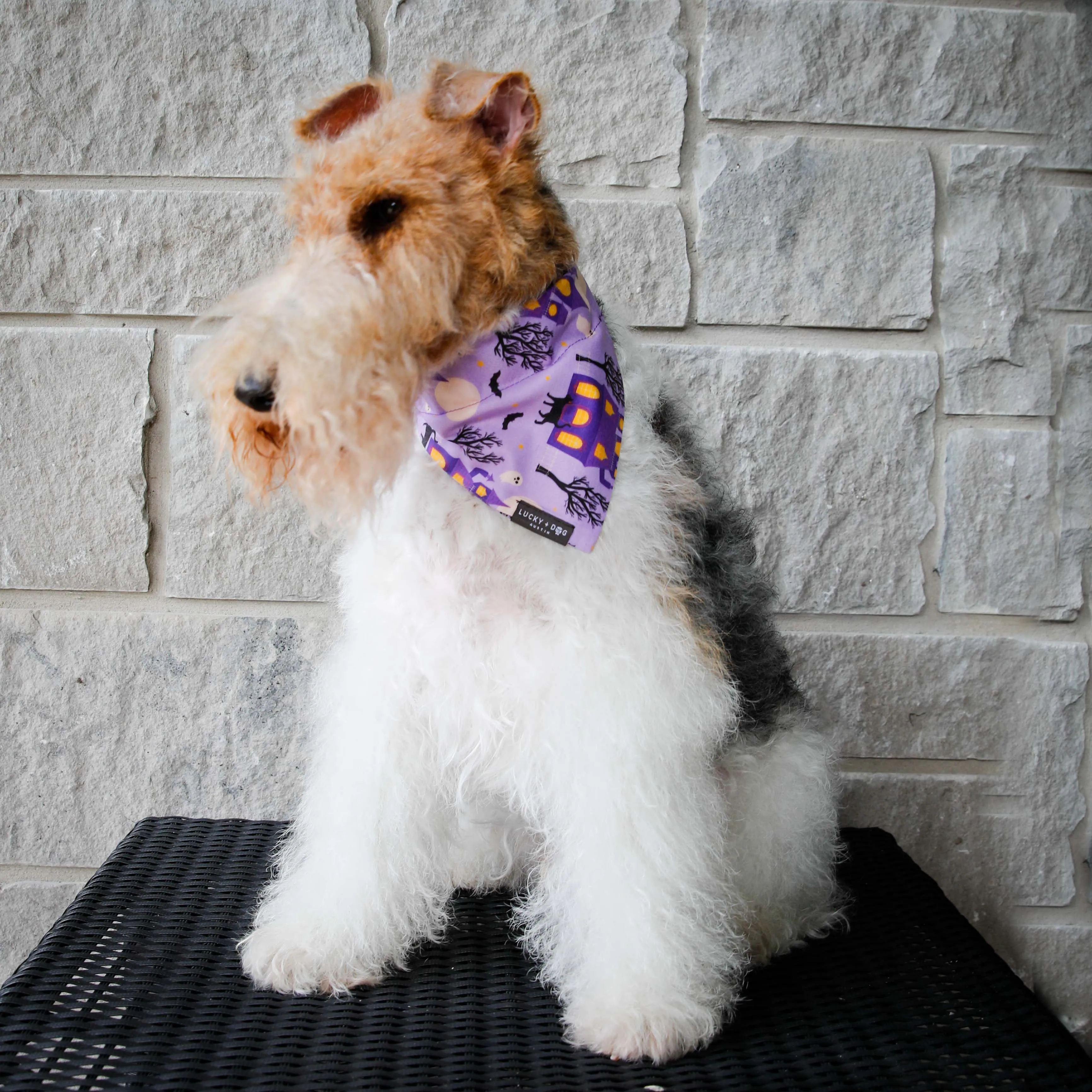 Furry Fright - Bandana