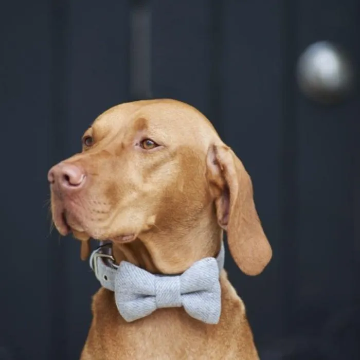 Sweet William - Tweed Dog Bow Tie - Grey