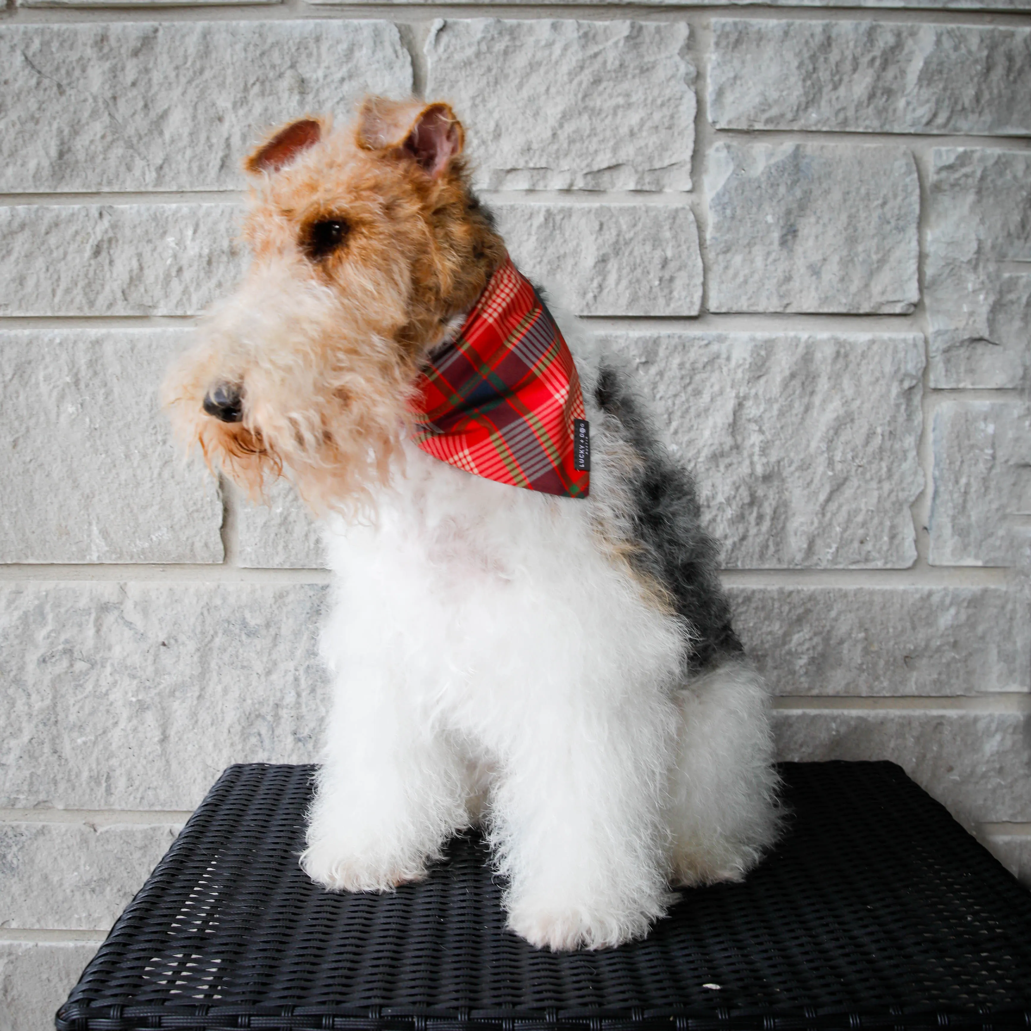 Tartan Tail - Bandana