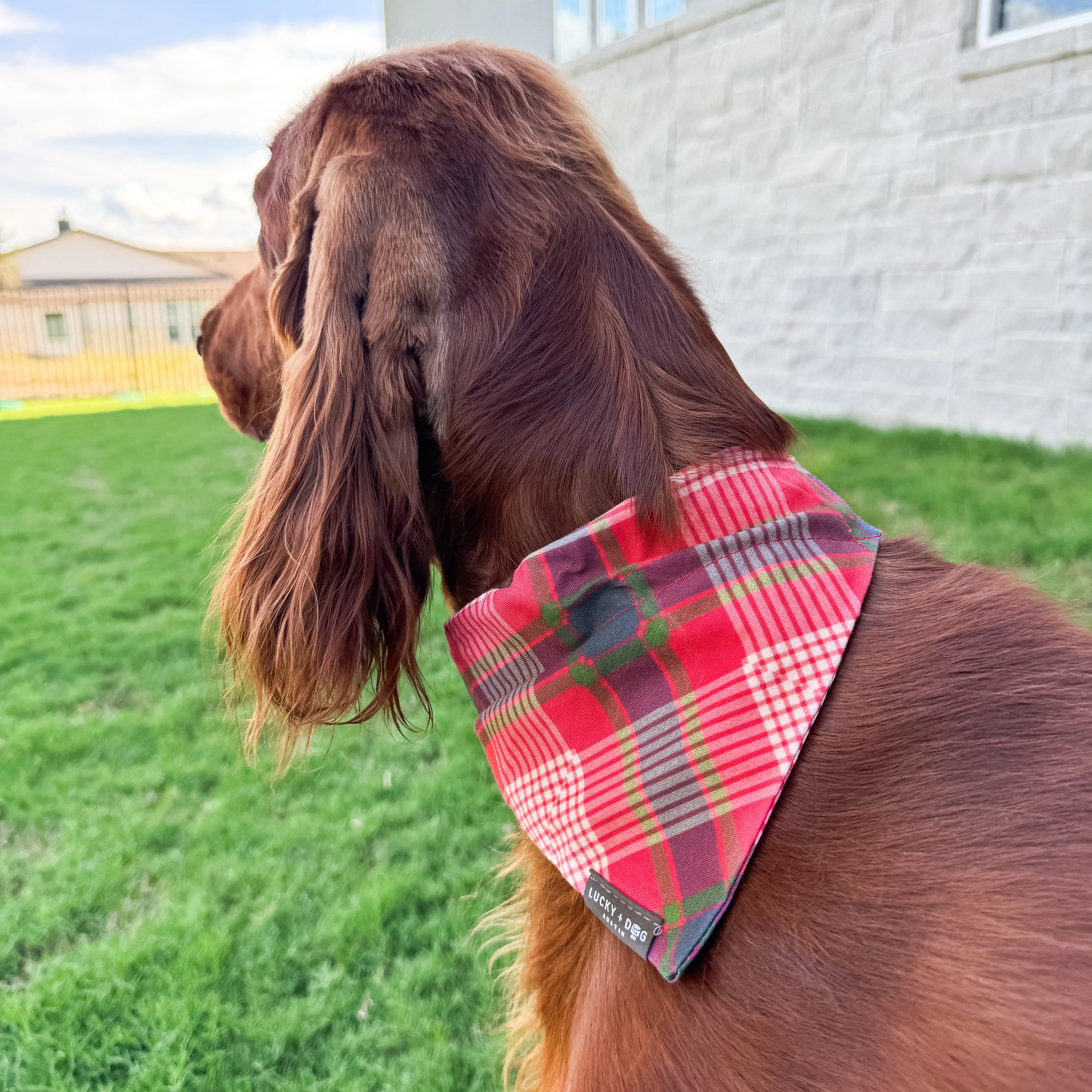 Tartan Tail - Bandana